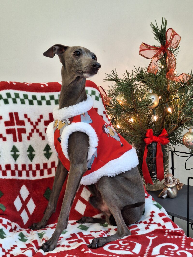 Happy Christmas- Świąteczny top - kamizelka  dla charcika włoskiego