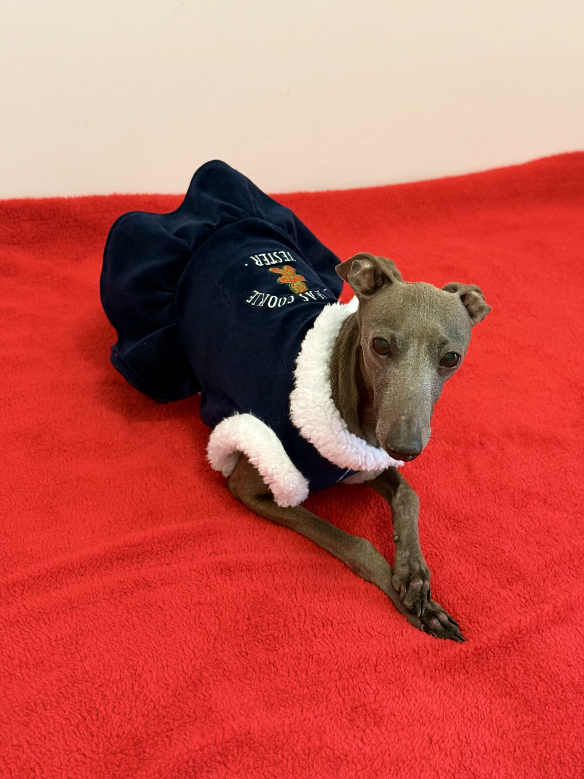 Cookies Tester- świąteczna sukienka - dla charcika włoskiego - obrazek 4