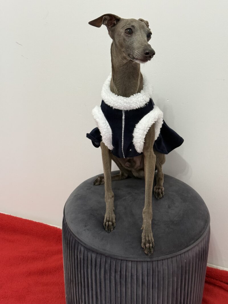 Cookies Tester- świąteczna sukienka - dla charcika włoskiego