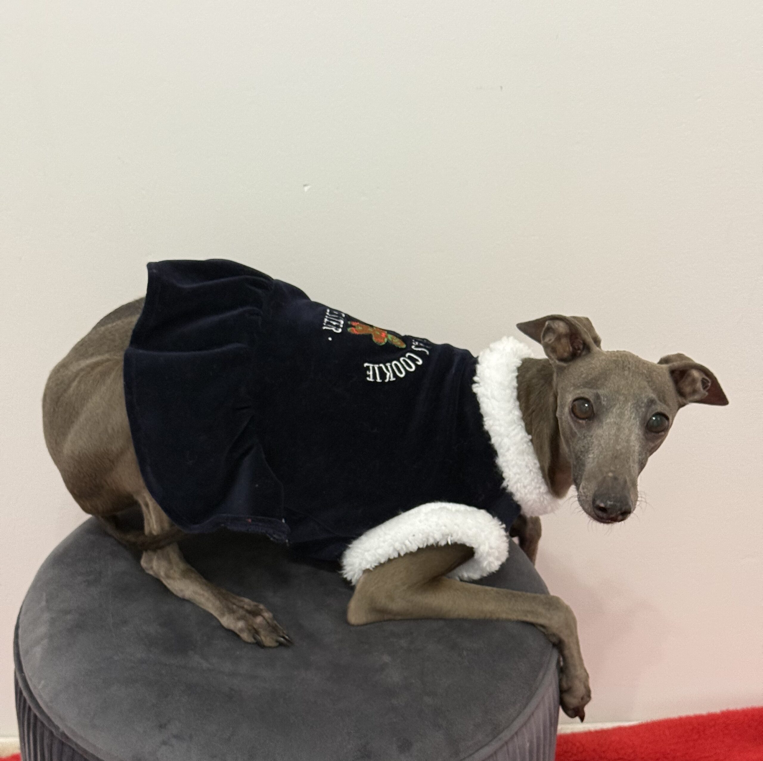 Cookies Tester- świąteczna sukienka - dla charcika włoskiego - obrazek 5