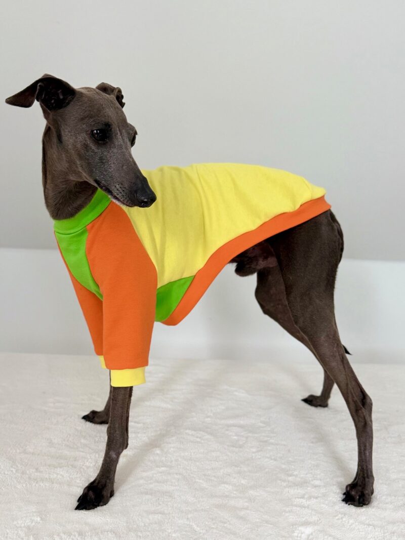 Kolorowa, bawełniana bluza dla Charcika włoskiego