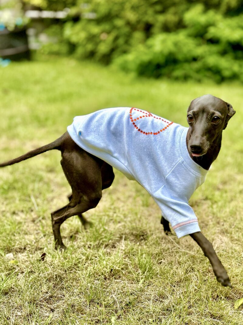 Bawełniana bluza dla charcika włoskiego w stylu San Francisco, ozdobiona błyszczącym znakiem wolności z kryształków, uszyta z delikatnej, miękkiej tkaniny.