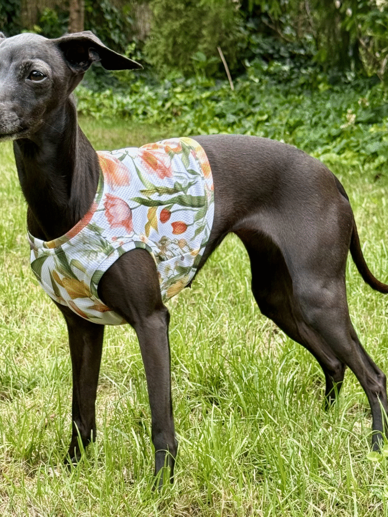 krótki top chłodzący dla charcika włoskiego