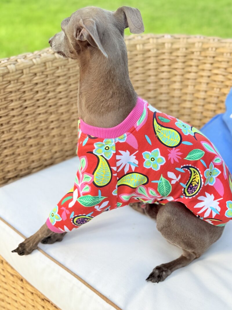 Charcik włoski w kolorowej bluzie Iggy Star z czerwonym tłem i tropikalnym wzorem w liście, kwiaty i owoce — modna odzież dla psów małych i smukłych ras, idealna na wiosnę i lato.