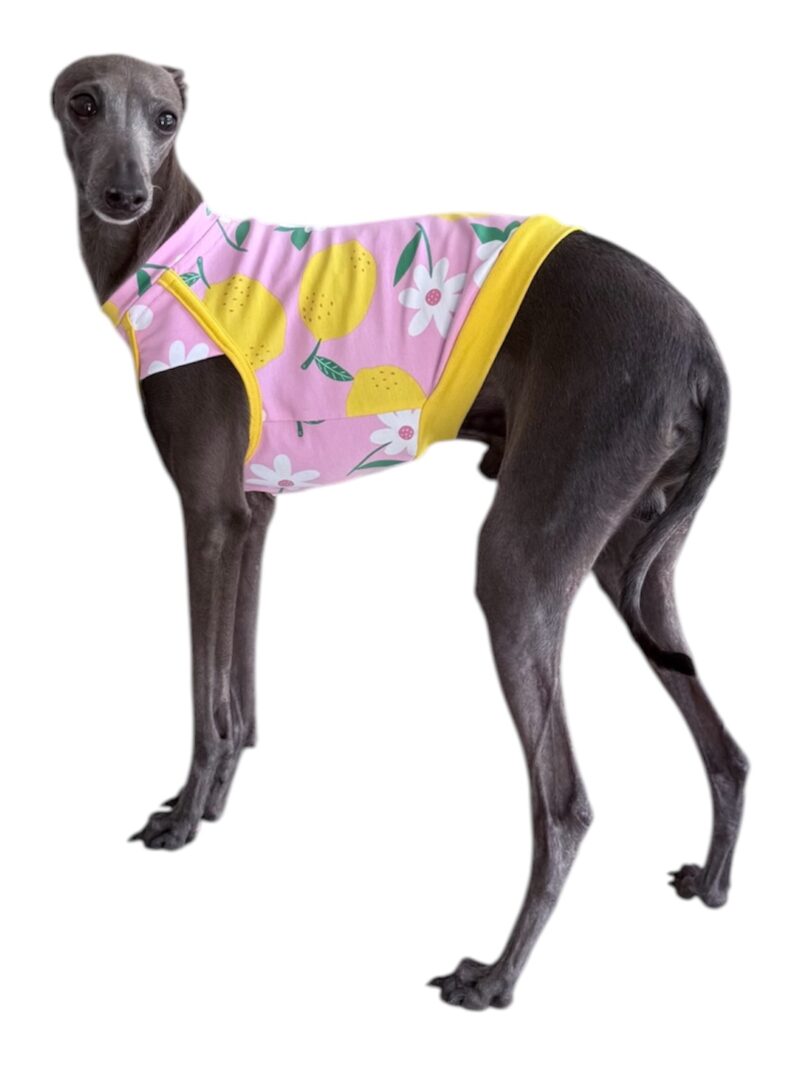 Charcik włoski - Koszulka Valencia