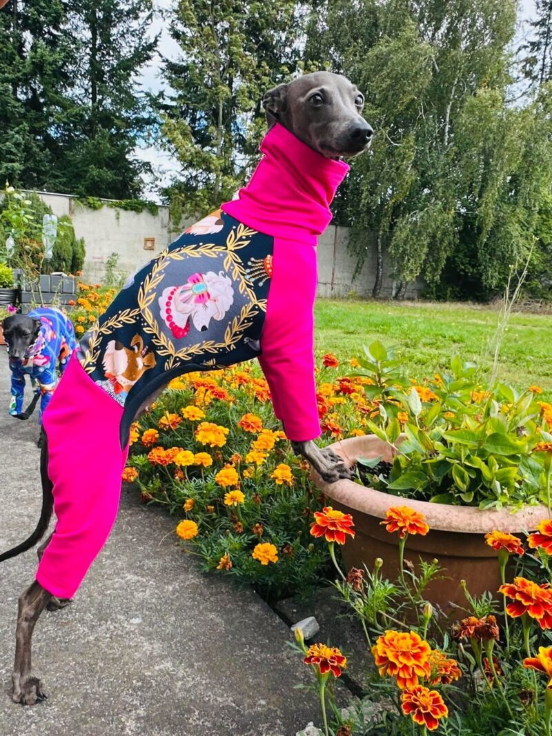 Dres dla charcika włoskiego - stylowy i wygodny