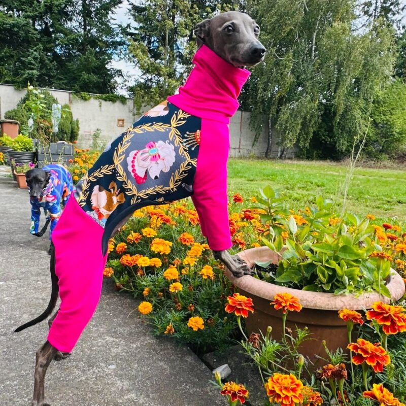 Dres dla charcika włoskiego - stylowy i wygodny