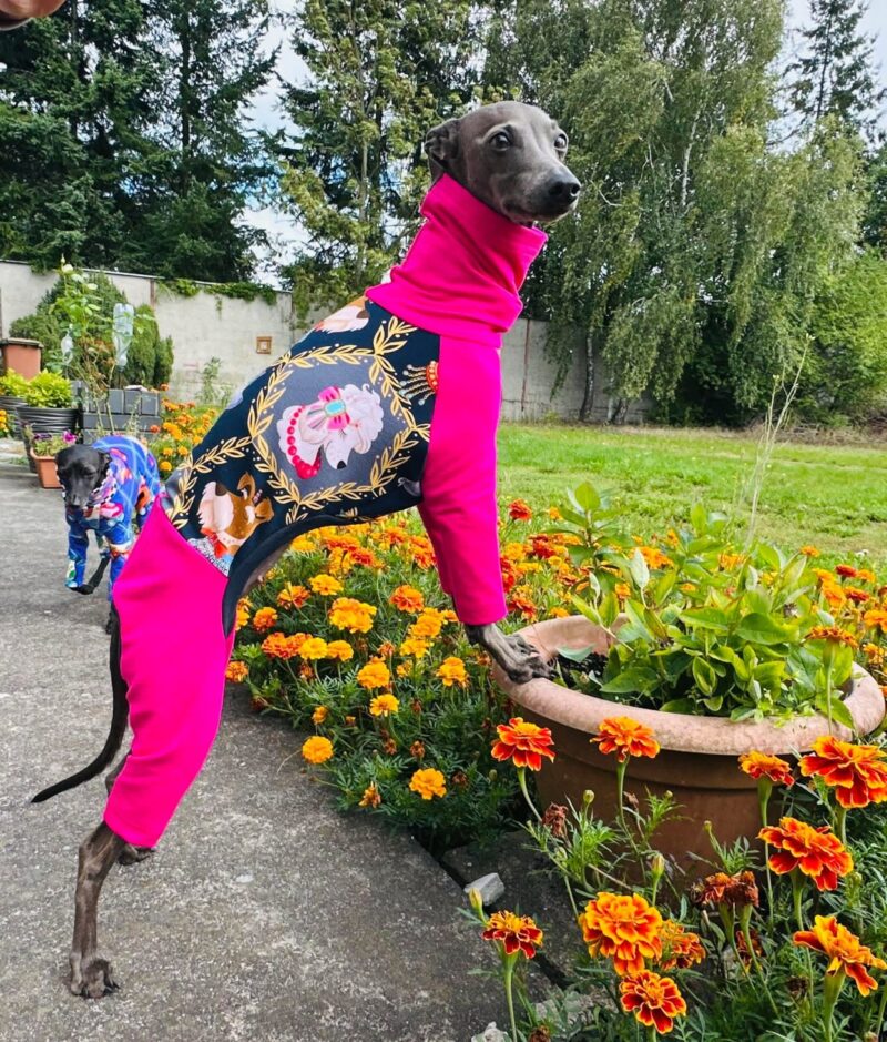 Dres dla charcika włoskiego - stylowy i wygodny