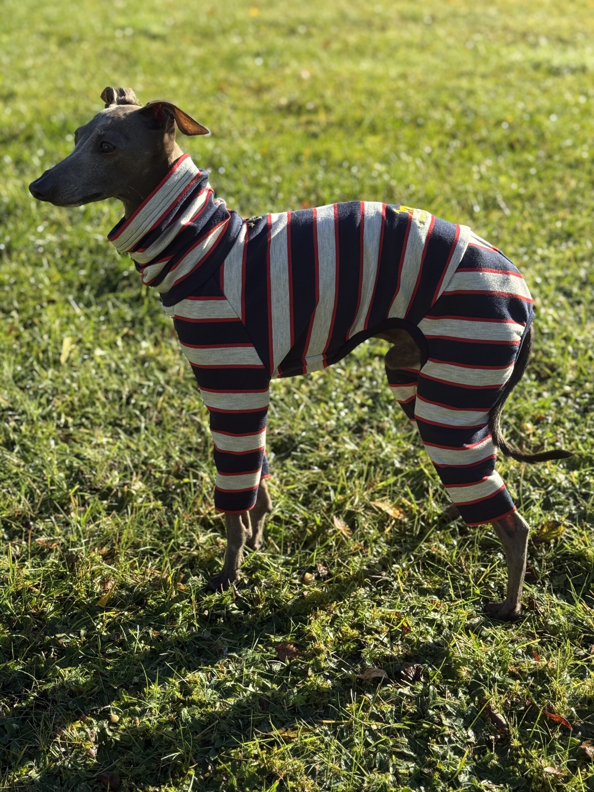 Ubranko dla charcika włoskiego