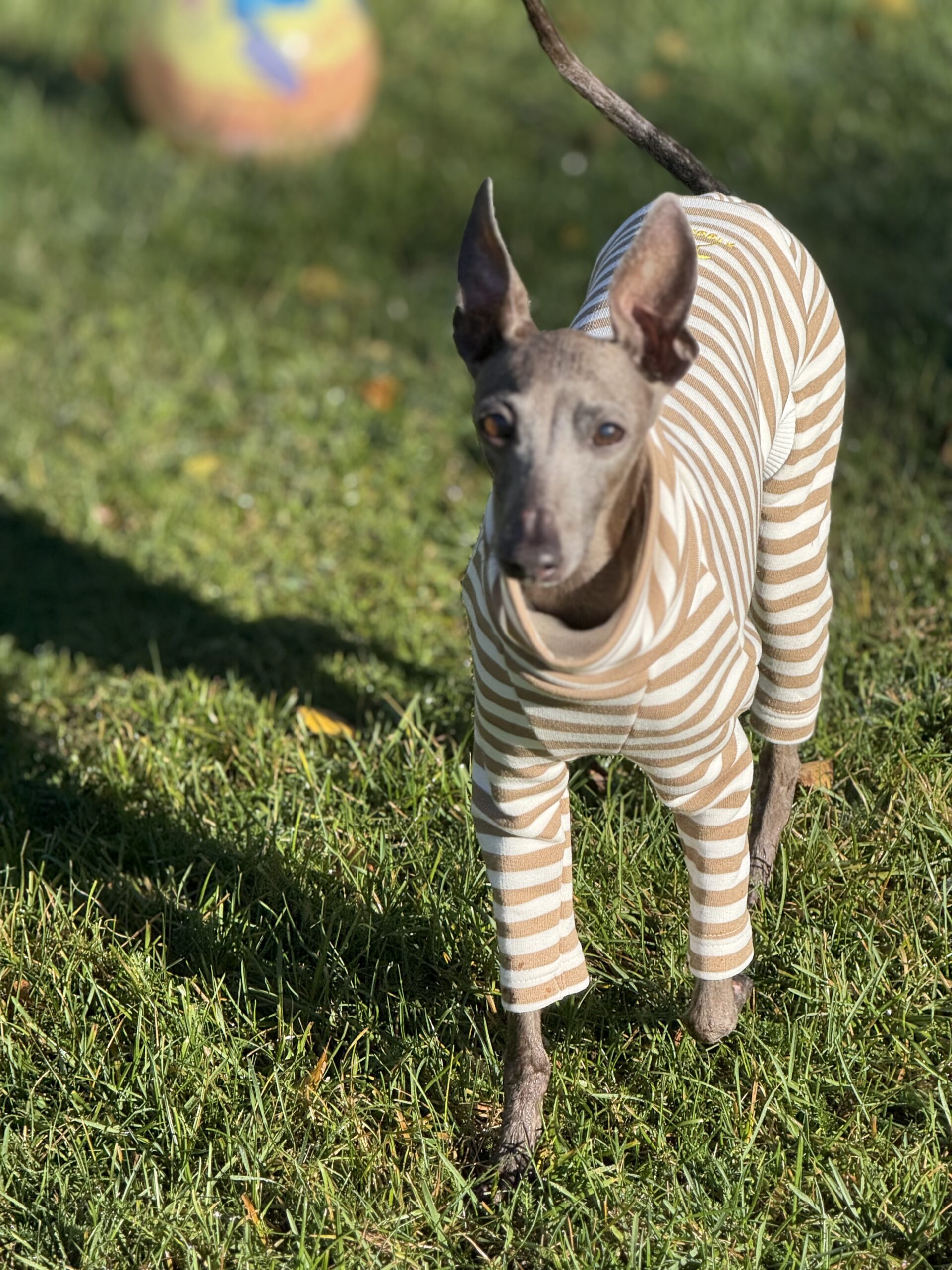 Ubranko dla charcika - Dres Paris - obrazek 10