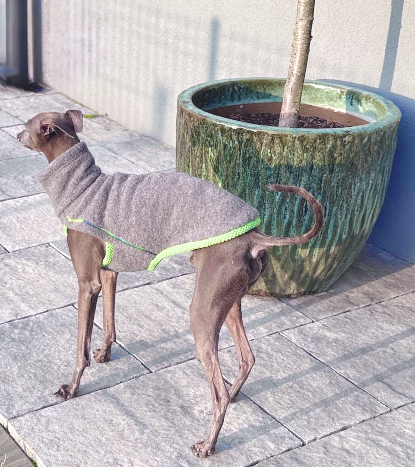 polarowa kamizelka dla charcika włoskiego.