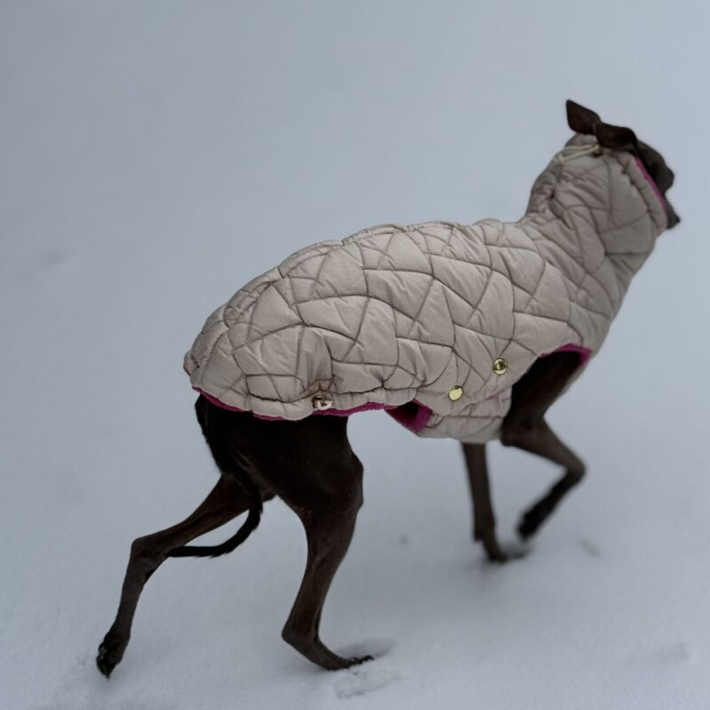Charcik włoski  -Kamizelka Davos Pink