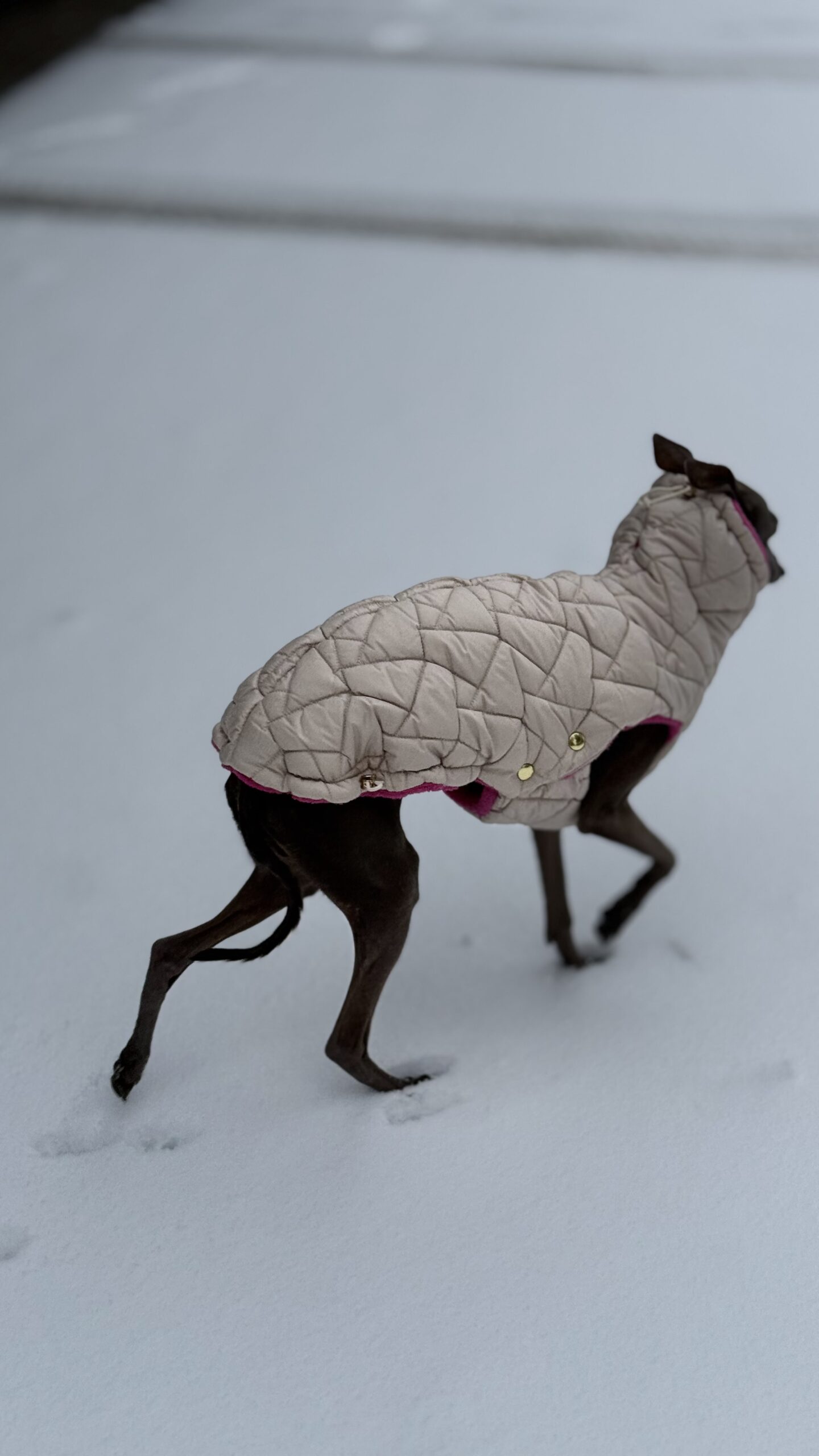 Ubranko dla charcika -Kamizelka Davos