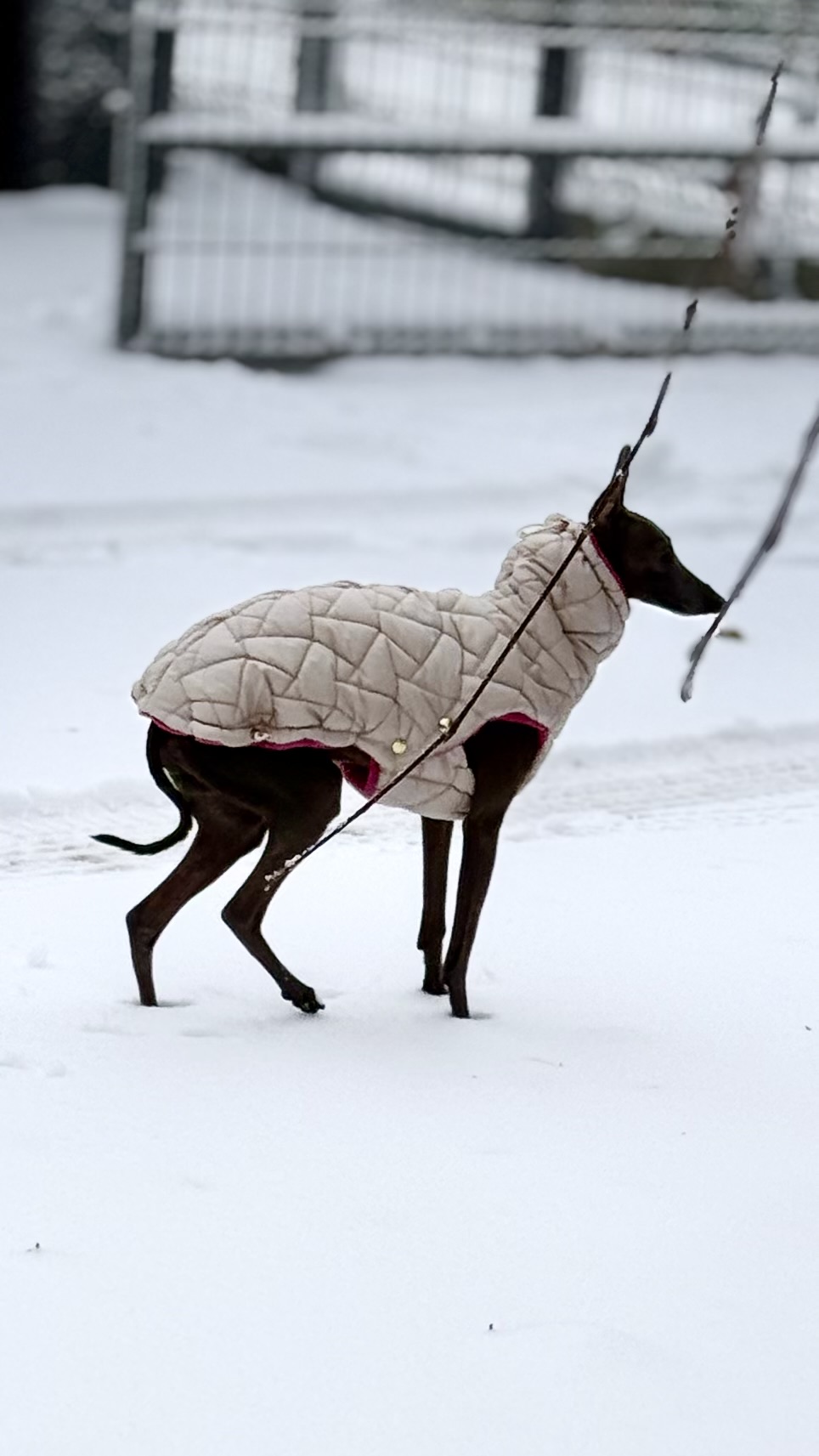Ubranko dla charcika -Kamizelka Davos - obrazek 2