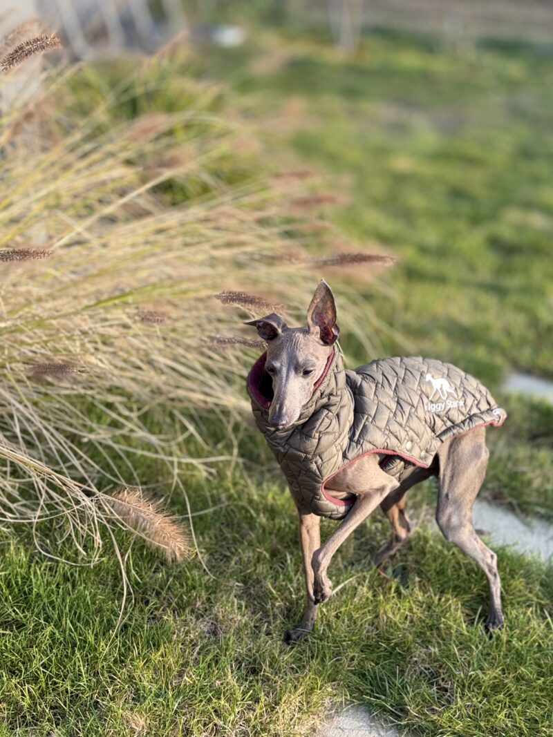 Ubranko dla charcika - Kamizelka London