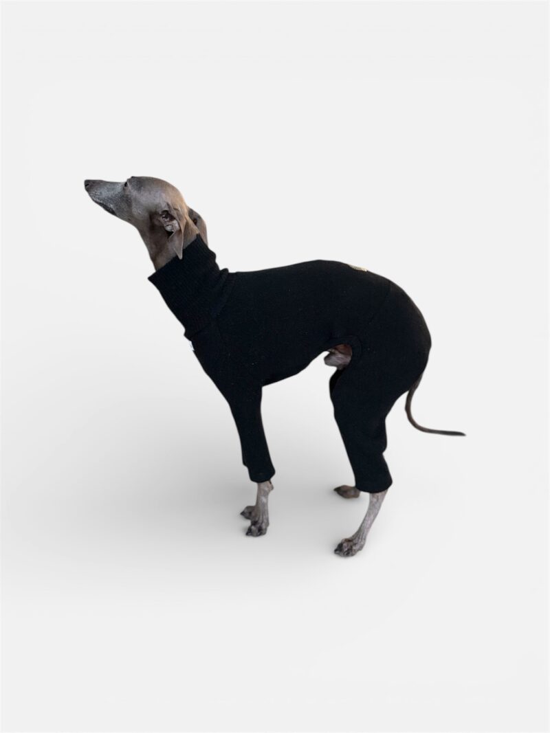 dres wełniany dla charcika włoskiego