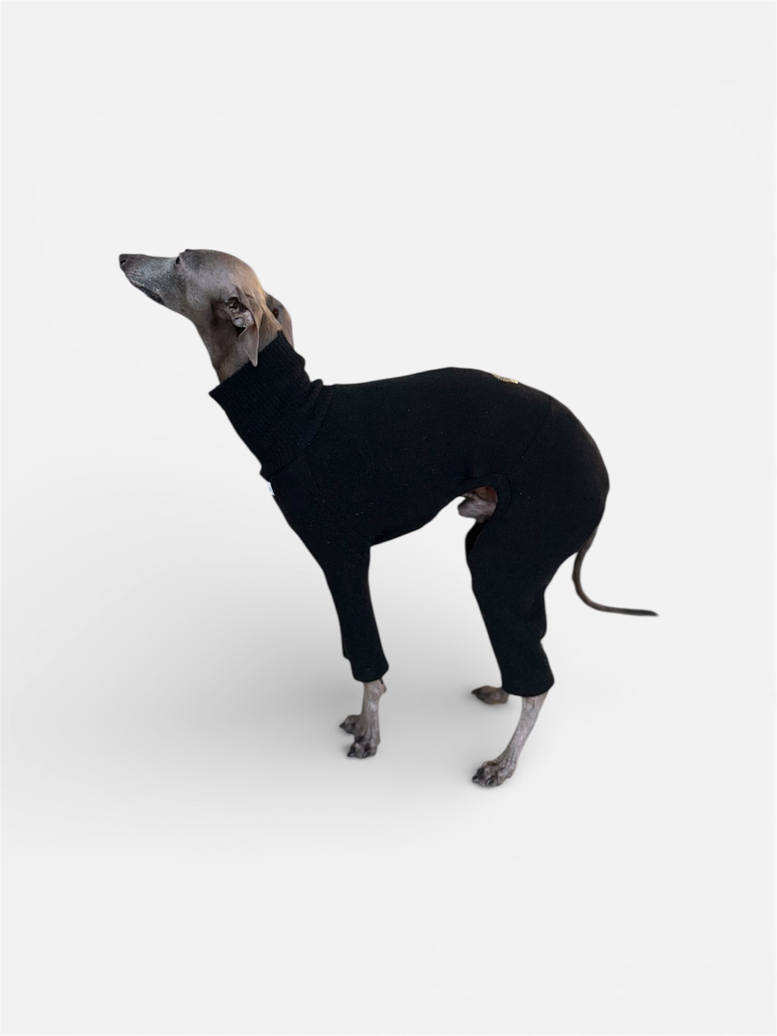 dres wełniany dla charcika włoskiego