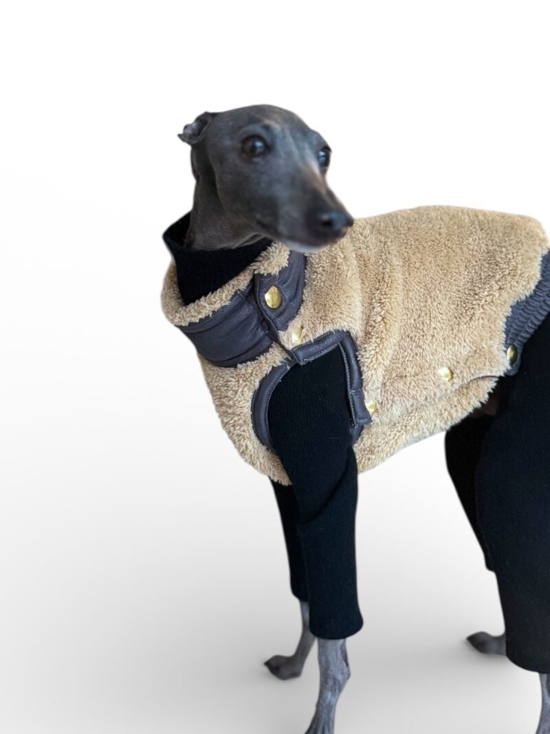 Kamizelka dla charcika włoskiego