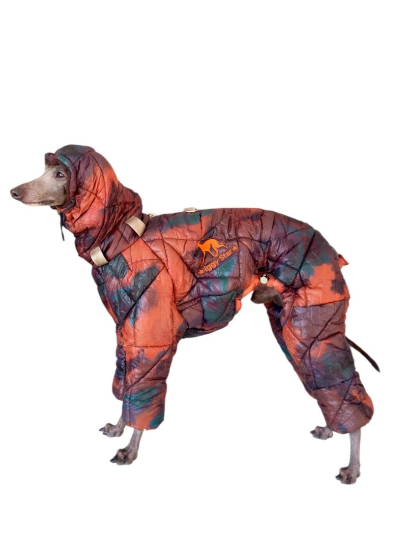 Kombinezon dla charcika włoskiego